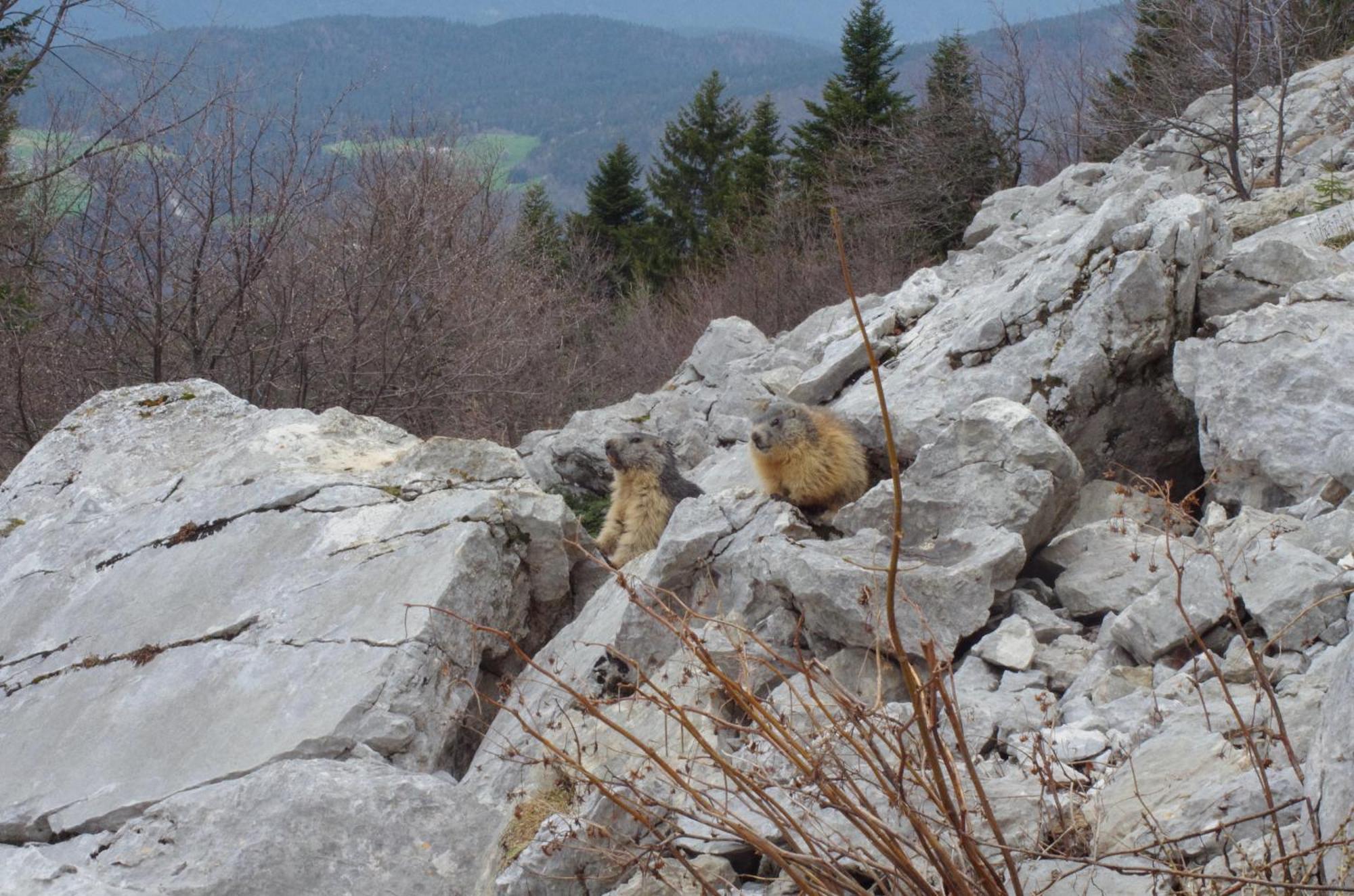 Gite Des Rosiers Lans-en-Vercors Exterior foto