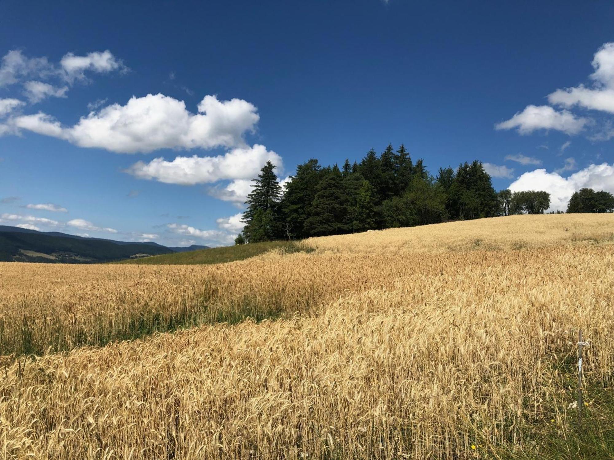 Gite Des Rosiers Lans-en-Vercors Exterior foto